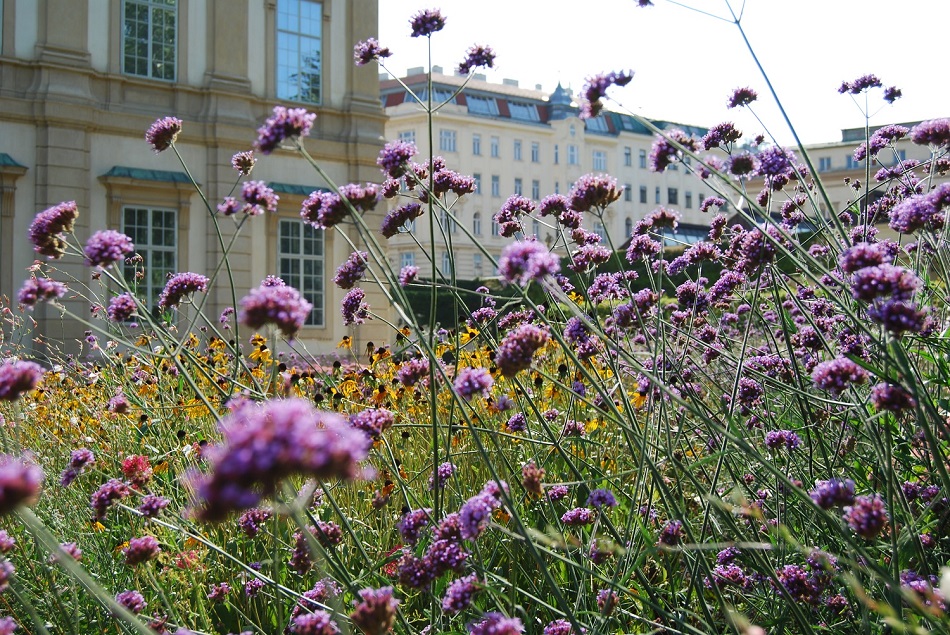 Lila farbige Blumen